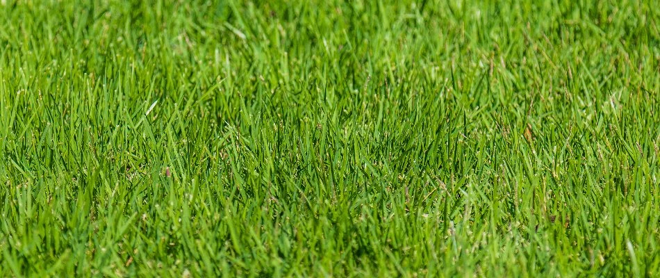 Lush, green grass in Mansfield, OH.