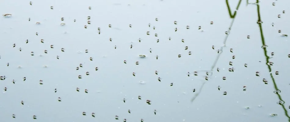 Mosquitoes on standing water in Mansfield, OH.