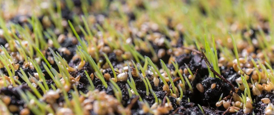 New grass growing in the soil and seeds in Mansfield, OH.