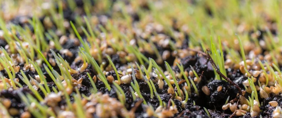 New grass shoots and seeds in soil in Mansfield, OH.