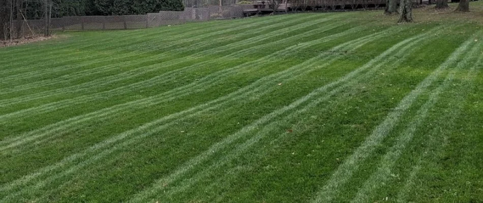 Newly mowed grass in Mansfield, OH, with mowing pattern.