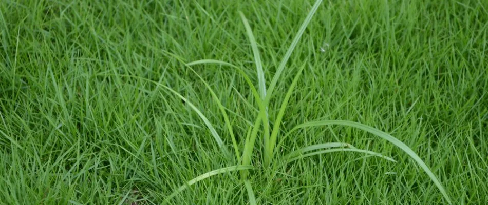 Lawn in Mansfield, OH, with nutsedge weed.