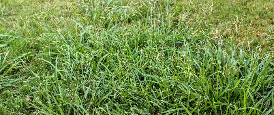 Overgrown crabgrass weeds on a lawn in Mansfield, OH.