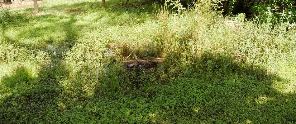 Overgrown grass and plants in Mansfield, OH.