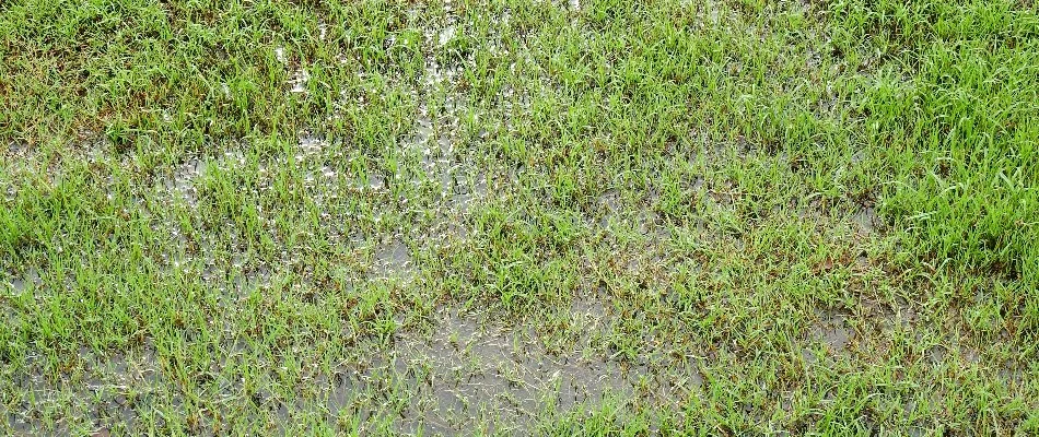 Pooling water on a lawn in Mansfield, OH.