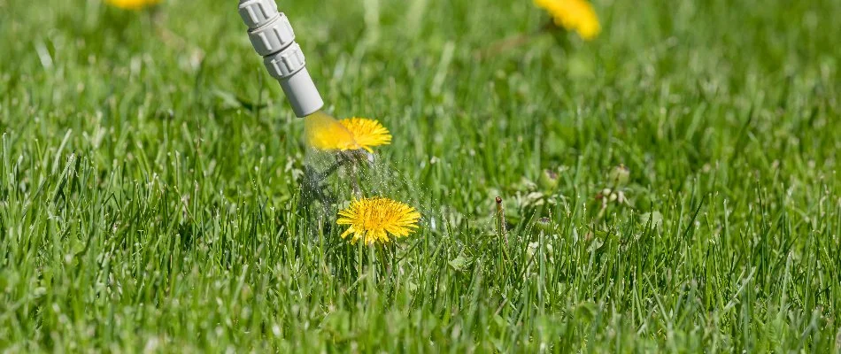 Post-emergent weed control treatment on a dandelion weed in Mansfield, OH.