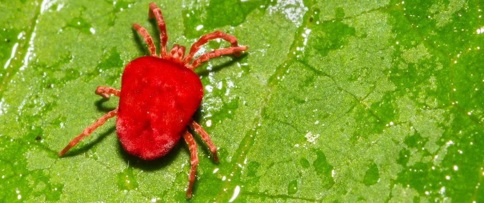 Red chigger on a leaf in Mansfield, OH.