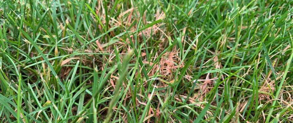 Are Your Grass Blades Turning Pinkish-Red? Here’s What To Do About Red ...