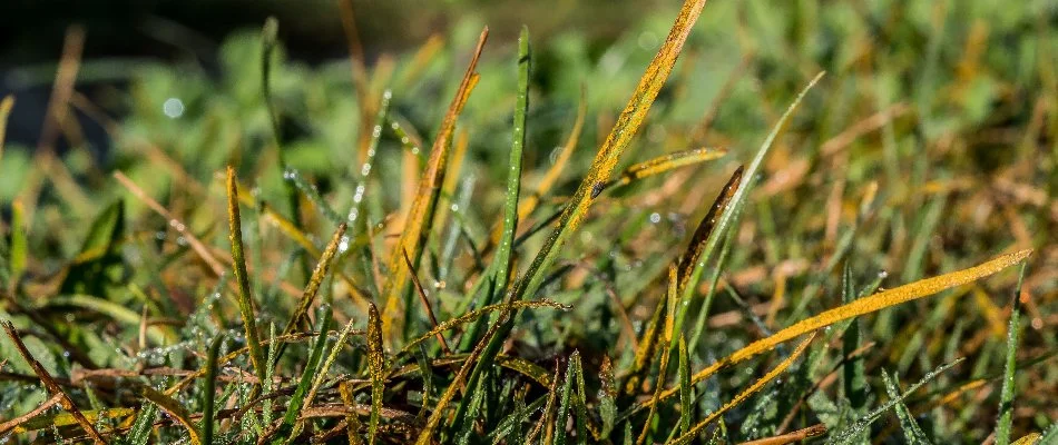 Rust disease on grass blades in Mansfield, OH.