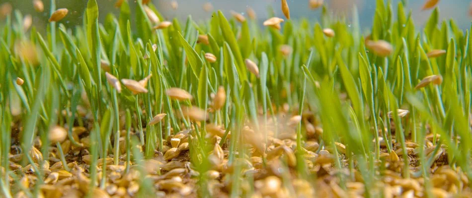 Seeds falling onto a lawn in Mansfield, OH.