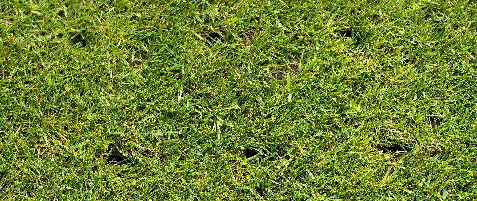 Small holes in a lawn in Mansfield, OH, from aeration.