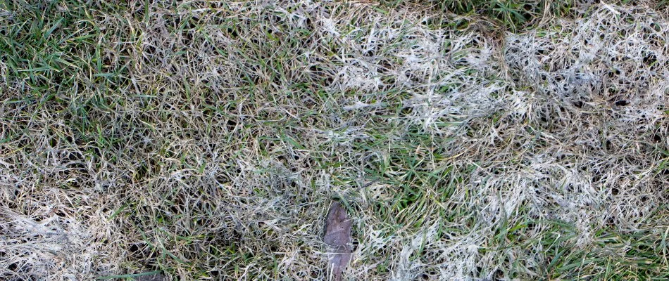 Snow mold growth across a lawn in Mansfield, OH.