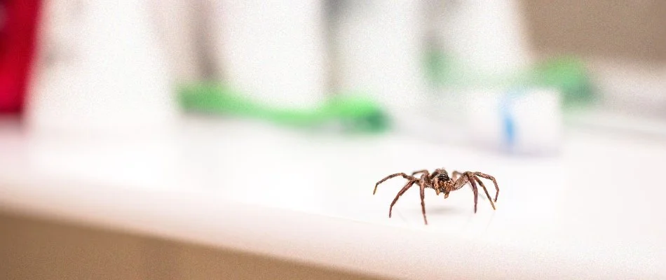 Spider in Mansfield, OH, on a countertop.