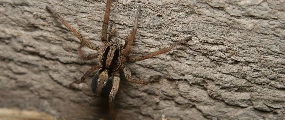 Spider on a wall in Mansfield, OH.