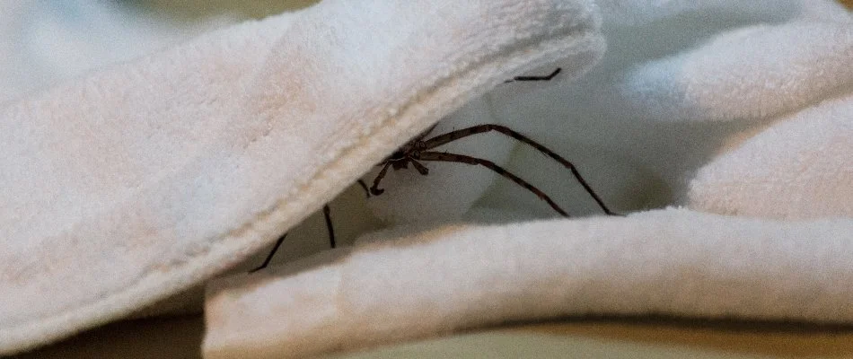 Spider under a towel in Mansfield, OH.