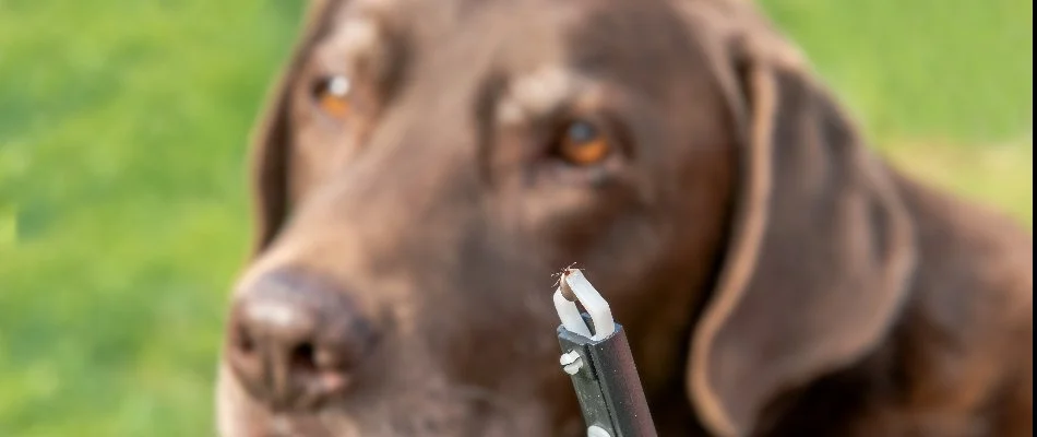 A tick in tweezers with a brown dog in the background in Ohio. 
