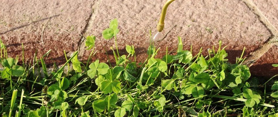 Treating weeds on a lawn in Mansfield, OH, near a wall.