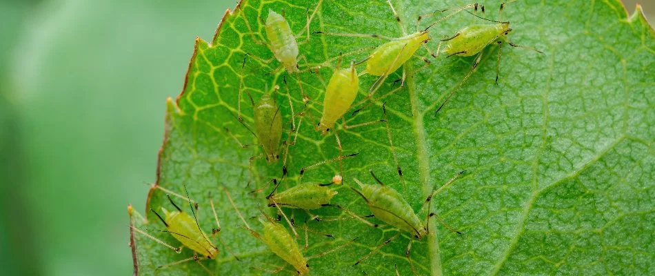 Underside of a plant leaf in Mansfield, OH, with aphids.