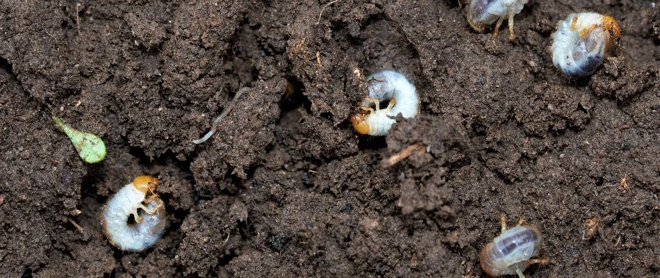 Moist soil in Mansfield, OH, with white grubs.