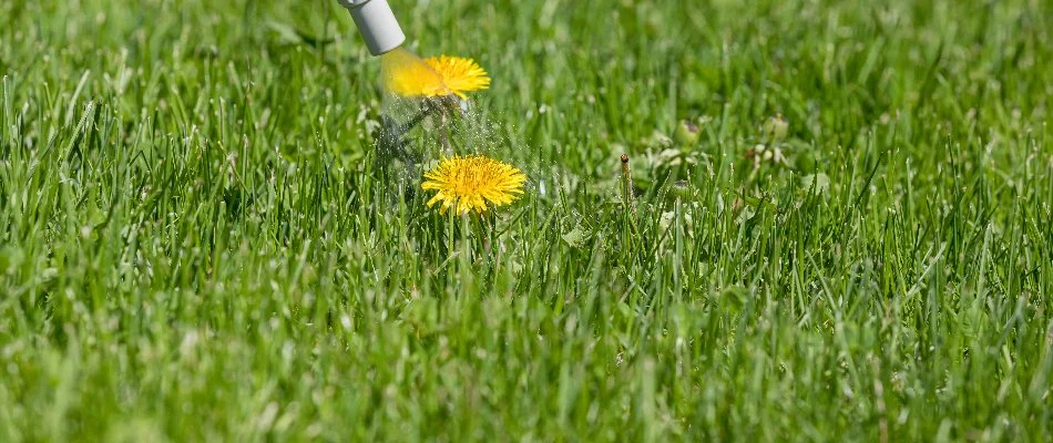 Yellow dandelion being treated on a lawn in Mansfield, OH.