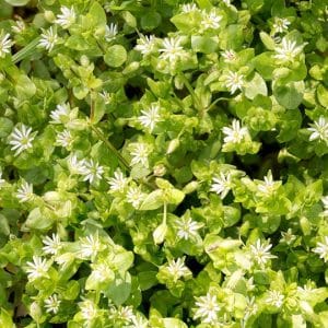 Lawn Weed Library: Chickweed
