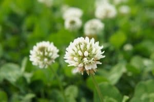 Controlling Clover in Your Lawn