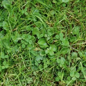 Fall Weed Control: What You Need to Know