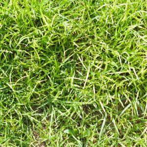 How to Identify and Prevent Crabgrass