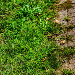 Crabgrass Control: Winning the War on Weeds With or Without Chemicals
