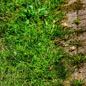 Crabgrass Control: Winning the War on Weeds With or Without Chemicals