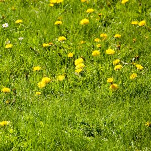 How to Have a Dandelion-Free Lawn