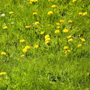 How to Have a Dandelion-Free Lawn