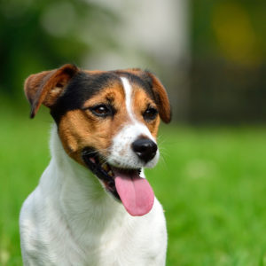 Teach Your Pet a New Trick: Ways to Prevent Dog Pee Damage in Lawns