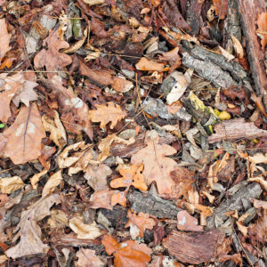 Leaf Mulching: How to Feed Your Lawn for Free (and Do Less Raking!)