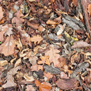 Leaf Mulching: How to Feed Your Lawn for Free (and Do Less Raking!)