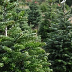 How Can You Prevent Evergreen Winter Burn?