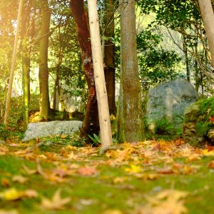 Fall Lawn Care Essentials: Get Your Grass Ready for Winter with These Tips