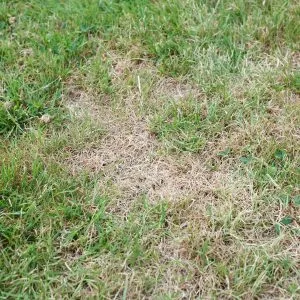 Does Your Lawn Have Chinch Bug Damage?