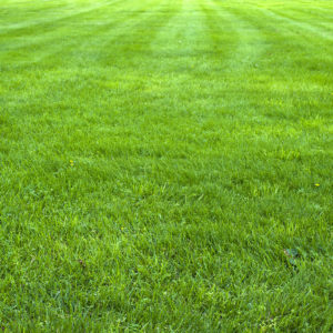 The Formula for Great Grass: Understanding Lawn Fertilizer Labels