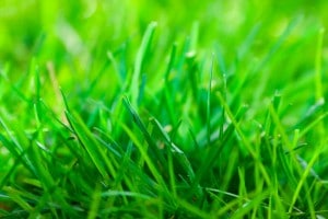 5 Spring Lawn Care Tips for a Greener Lawn