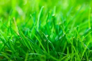 5 Spring Lawn Care Tips for a Greener Lawn