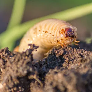 Grass Grievances: Dealing with Lawn Grub Damage