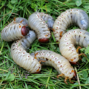 Beware of Greedy Grub Worms in Your Grass