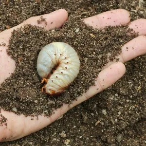 Damaged Grass: Do You Have Grubs in Your Lawn?