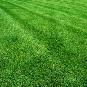 Give Your Turf Some Summertime TLC: Four Tips for a Healthy Lawn