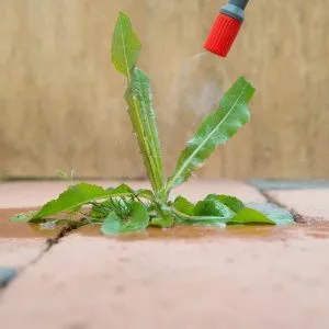Using Herbicides to Kill Common Weeds: What You Need to Know
