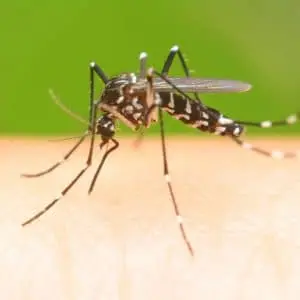 Keep Mosquitoes Away this Summer Without Chemicals