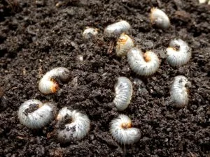 5 Signs of Lawn Grubs