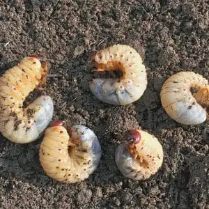 Do-It-Yourself Remedies for Grubs