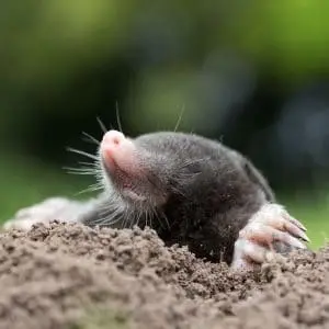 Preventing Moles from Damaging Your Lawn